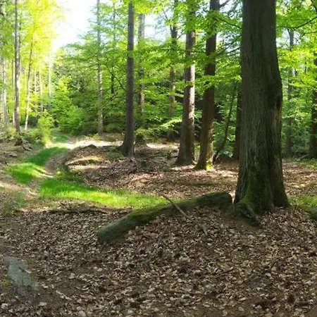 U Lesa U Adrspachu Apartment Jívka